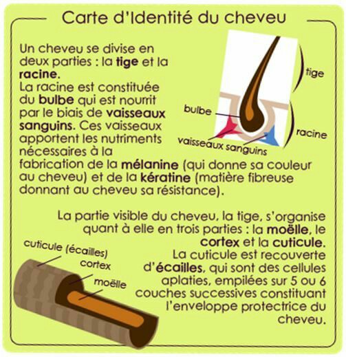 Carte d'identité du cheveu